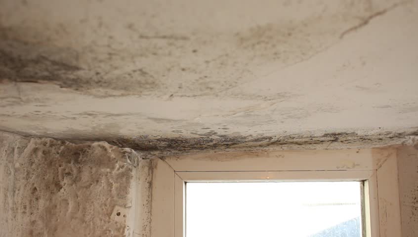 Mold In House On Walls Stock Footage Video 100 Royalty Free 34589128 Shutterstock