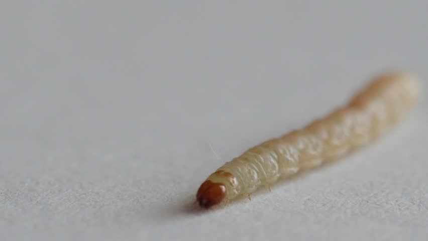 Worm Caterpillar Grub Larva Maggot Of Food Moth