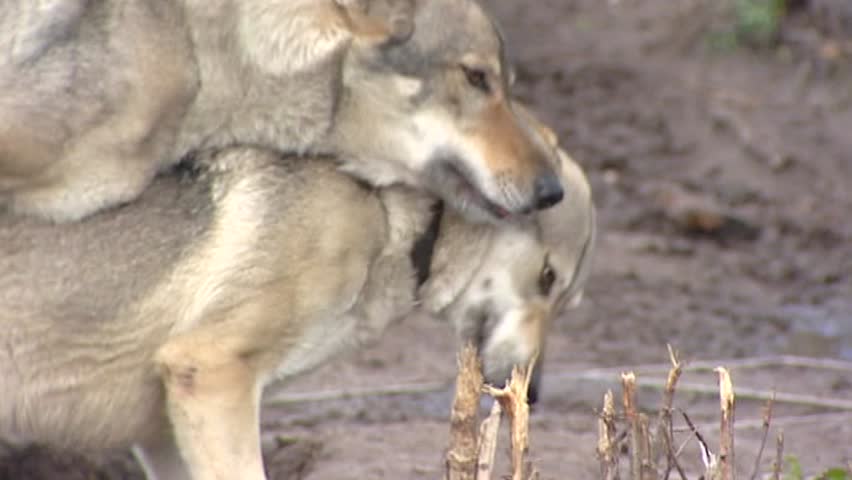 Download Czechoslovakian Wolfdog Mating. the Slovak Stock Footage Video (100% Royalty-free) 3546818 ...