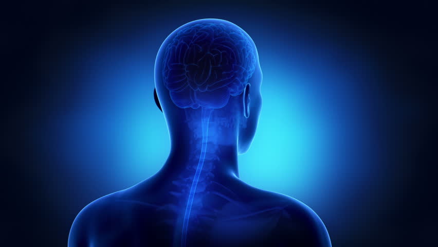 Header of neuron