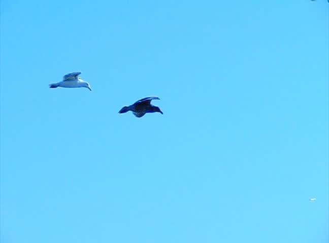 Two Females One Male Bald Eagle Fight Over Mating Nest Tampa View Original Size
