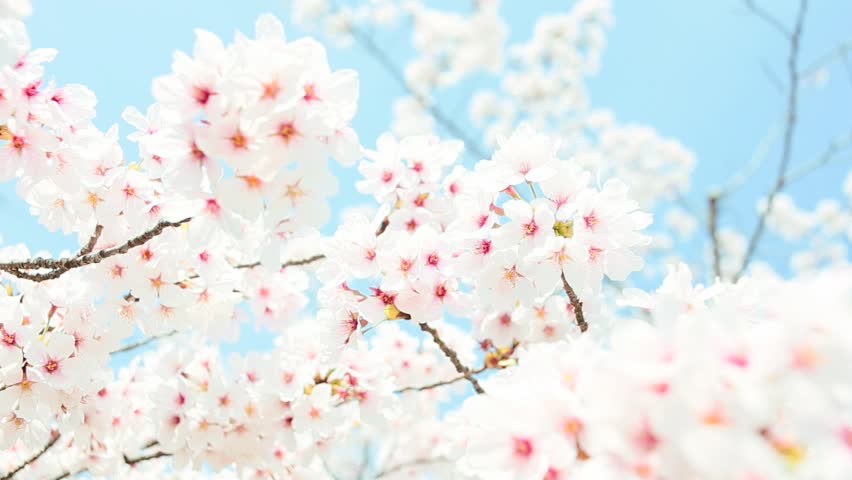 Nature View Of Blooming Pink Cherry Tree Against Teal Sky Background ...