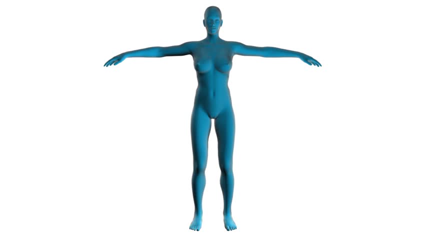 Header of anatomical structure
