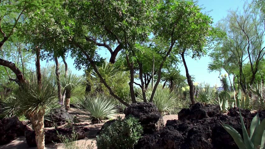 The Garden of Cactus Succulent Stock Footage Video (100% Royalty-free