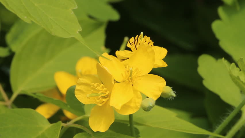 Header of nipplewort
