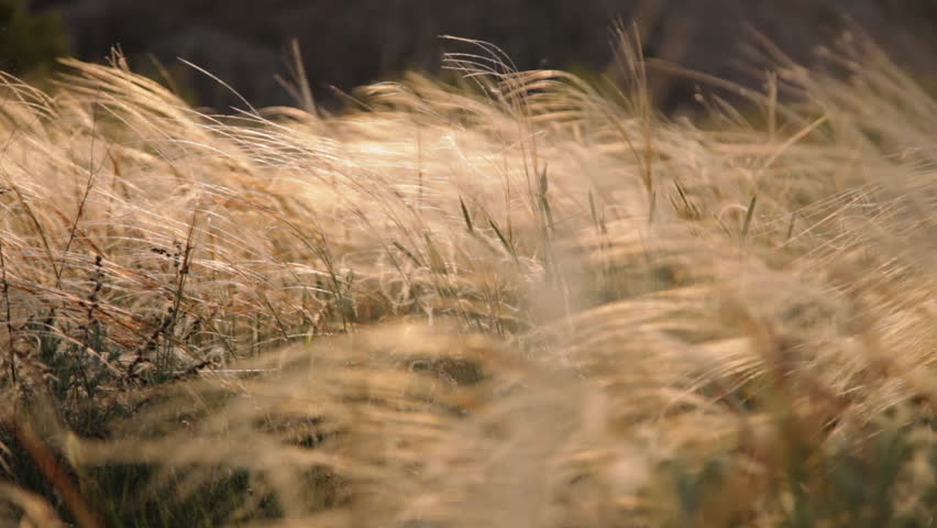 Два ветра. Видео ветер колышет траву. Grass on the Wind. Ветер на 1 смотреть бесплатно.