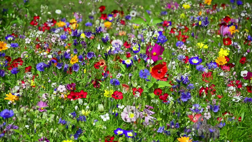 Colorful Wildflowers On a Meadow Stock Footage Video (100% Royalty-free ...