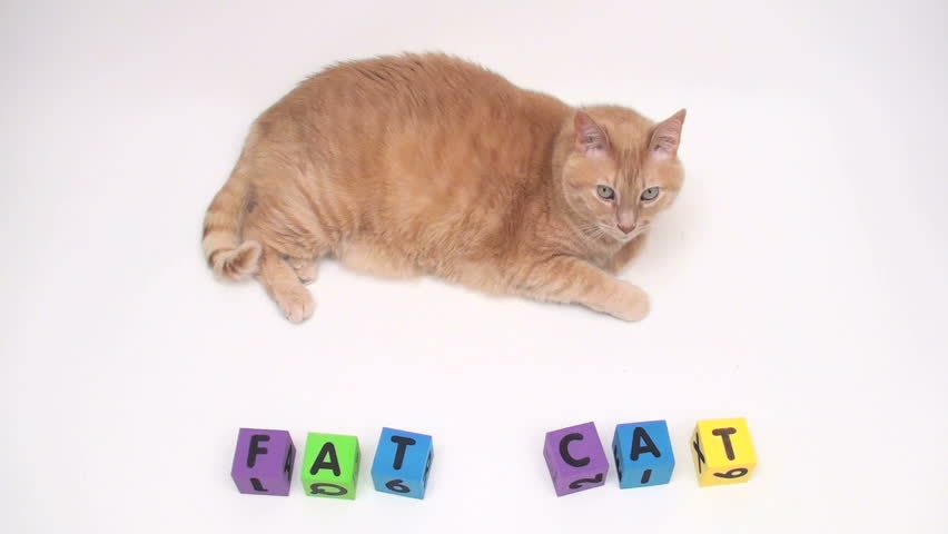 fat fluffy orange tabby cat