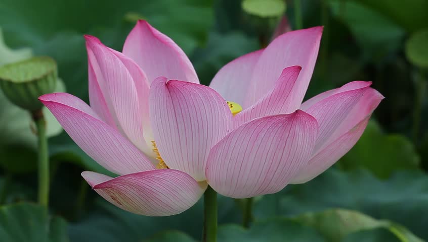 Autumn Crocus Blooming In Lawn Side View Colchicum Autumnale Autumn