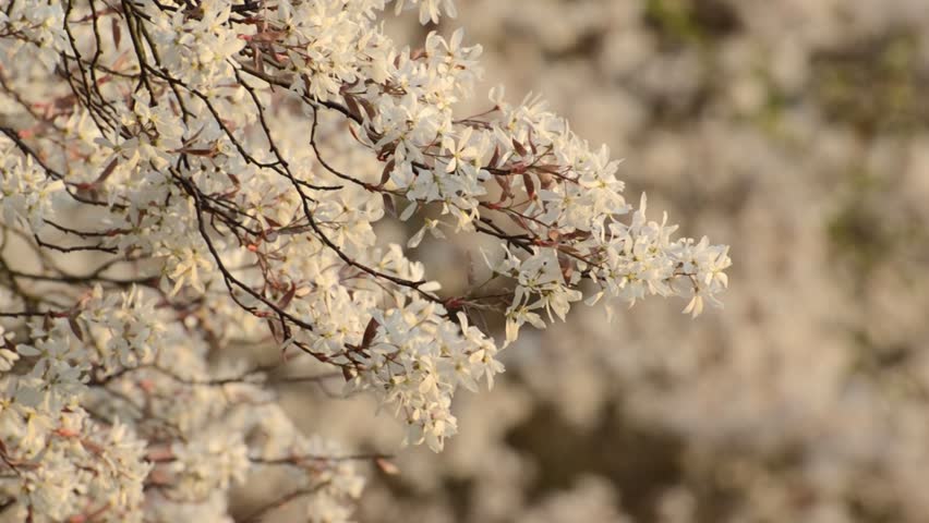 Header of Amelanchier arborea