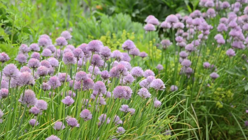 Header of Allium Schoenoprasum