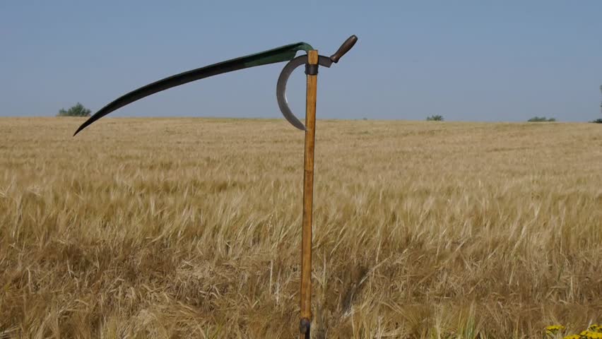 Stock Video Clip of old scythe on background growing cereal | Shutterstock