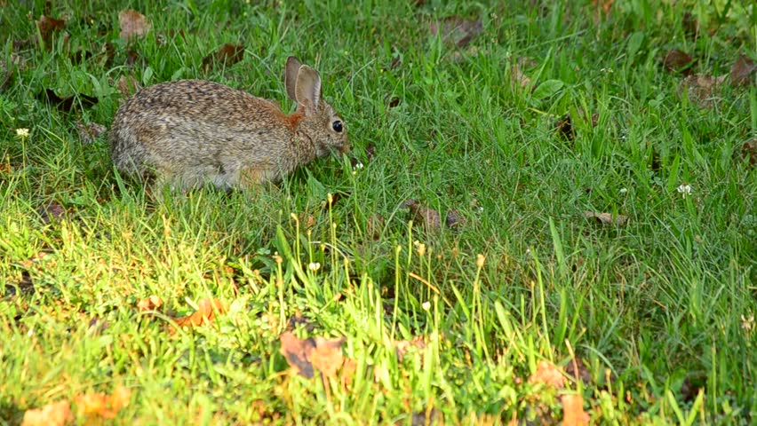 Little Wild Rabbit Eating Grass In Its Natural Habitat In The Forest ... Biology Diagrams