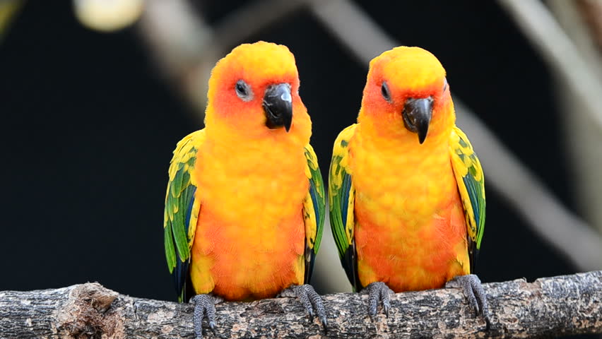 Header of conure