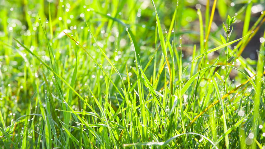 Green Grass Close-up Stock Footage Video (100% Royalty-free) 4503308 ...