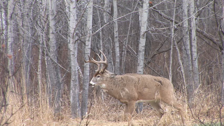 Image result for saskatchewan whitetail bucks