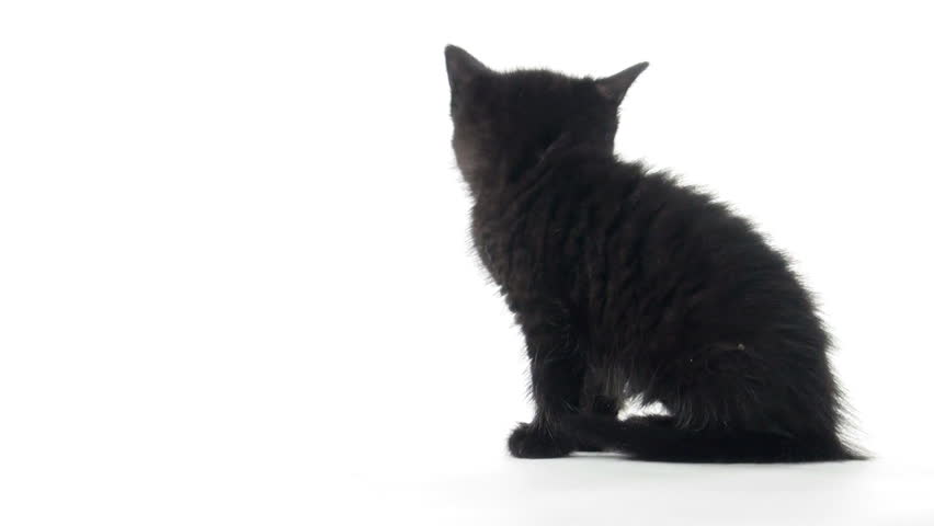 Cute Baby Black American Shorthair Kitten On White Background