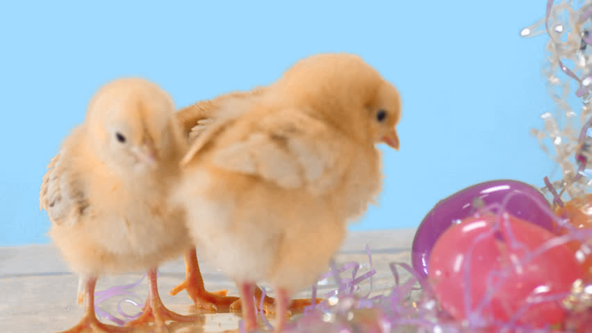 cute-baby-chicks-stand-next-stock-footage-video-100-royalty-free