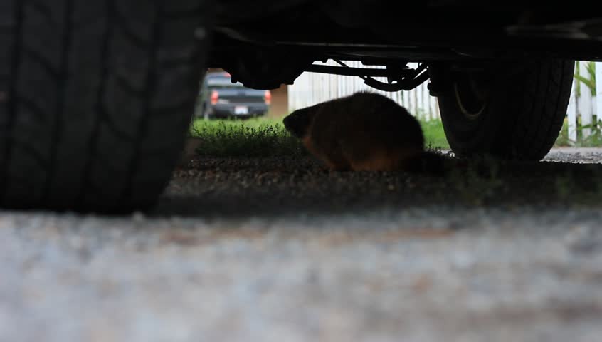 Header of varmint