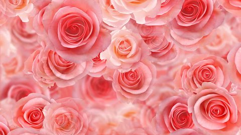 Rose Flower Backgrounds Stock Footage Video (100% Royalty-free) 459688 |  Shutterstock