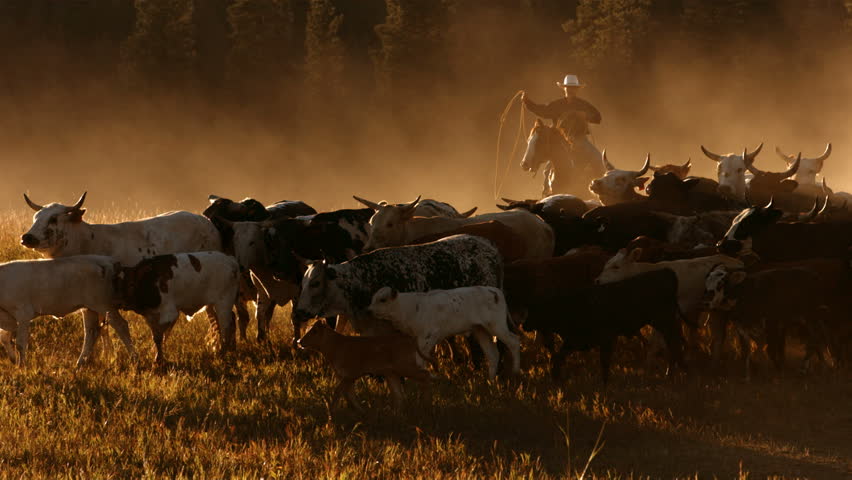 bull-running-footage-stock-clips