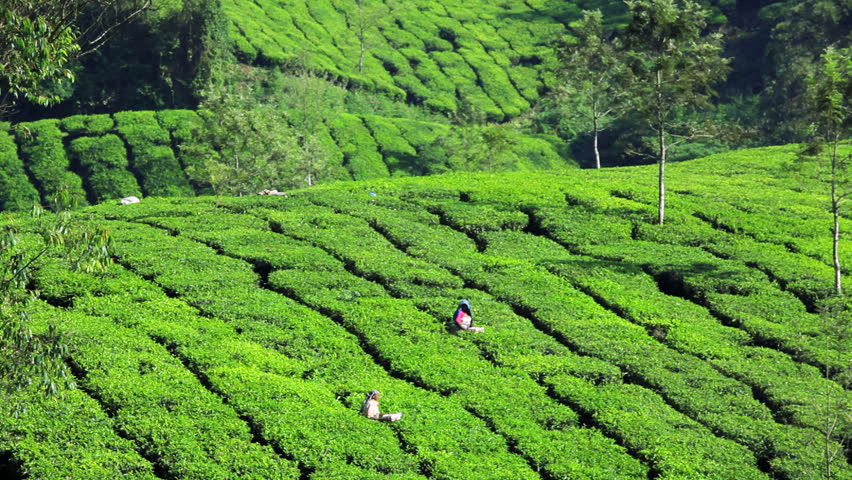 Manual Laborers Harvesting Crop On A Tea Plantation In Munnar, Kerala ...