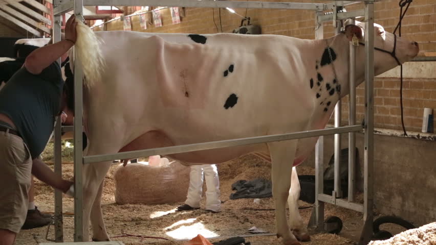 Holstein Cow Udder And Tail Before Milking Full. Dairy 