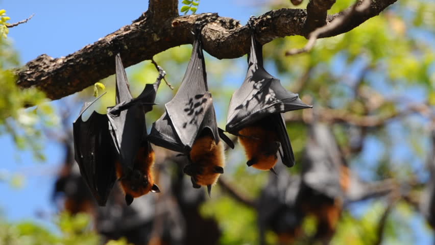 Group Of Bat Hanging On A Tree Branch Malayan Bat Or 