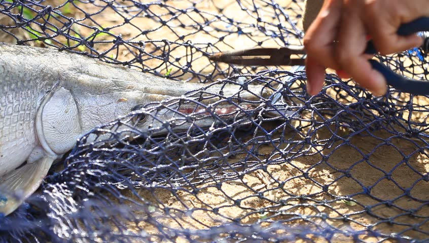 Header of alligatorfish