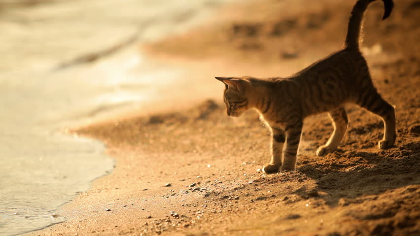 Cat On Beach Stock Video Footage 4k And Hd Clips Shutterstock