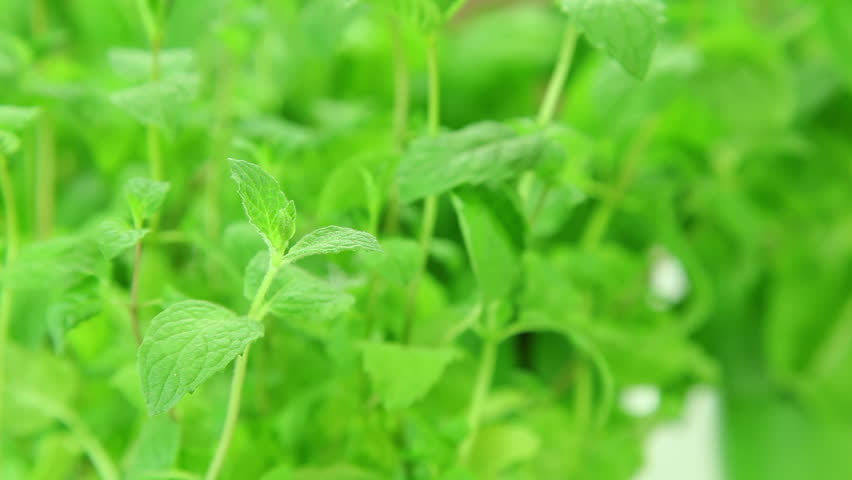 Header of mint