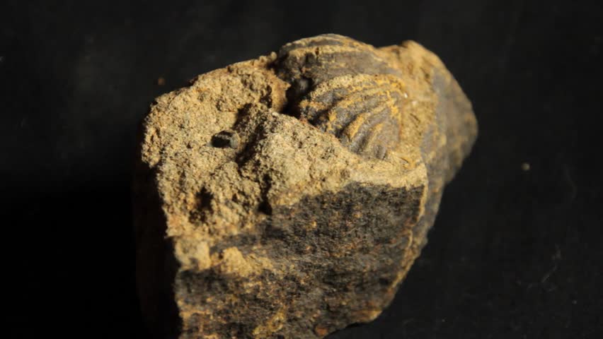 Header of brachiopod