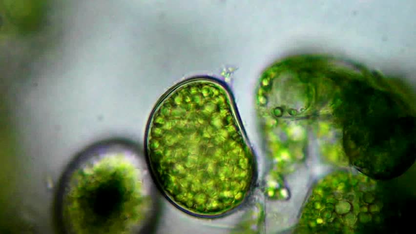 Full HD. Plant Cells And Chloroplasts Under Microscope ...