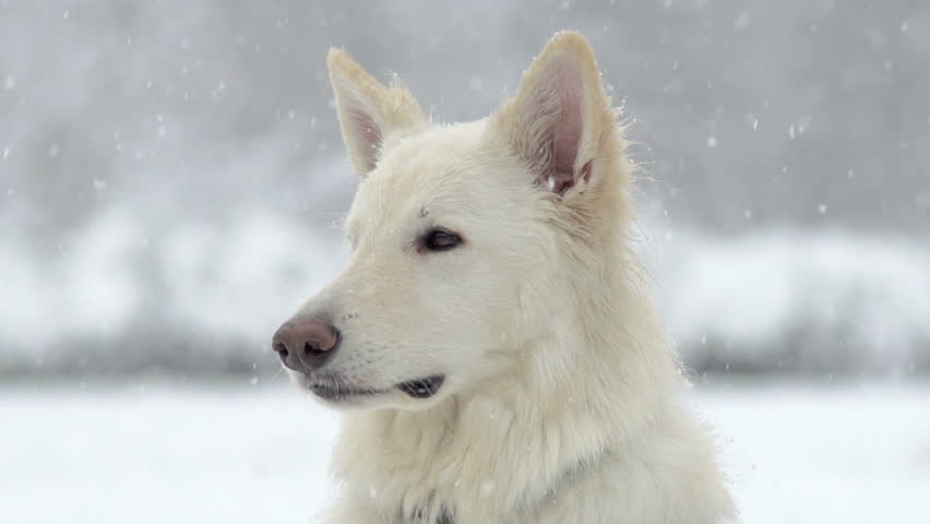 Spectacular Slow Motion Close-Up Of White Swiss Shepherd Dog And The Falling