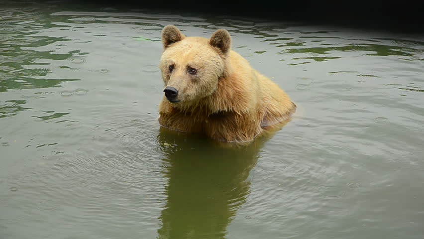 cuddly the curious bear