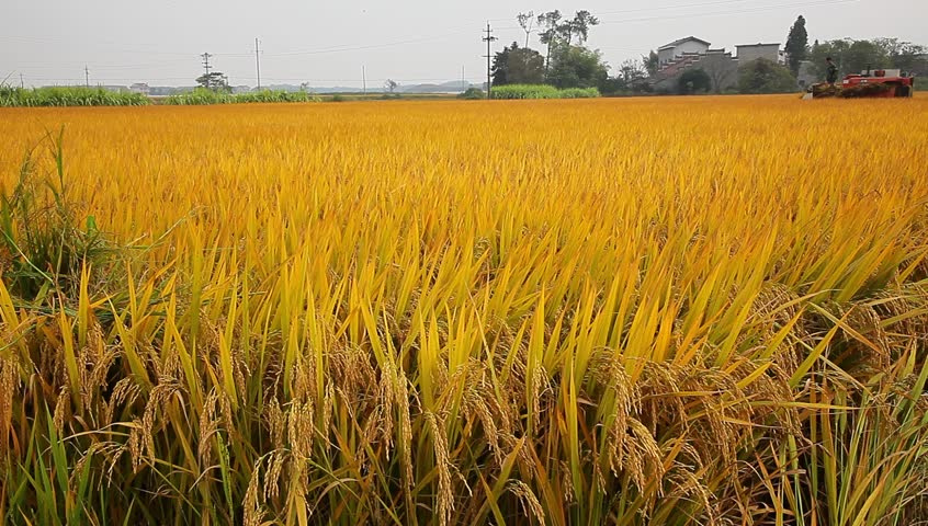 Rice Field in the Autumn, Stock Footage Video (100% Royalty-free ...