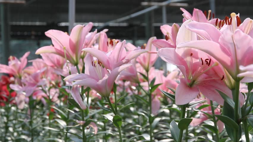 Beautiful Lily Flower In Garden Stock Footage Video 100 Royalty Free 5242388 Shutterstock Beautiful Lily Flower In Garden Stock Footage Video 100 Royalty Free 5242388 Shutterstock