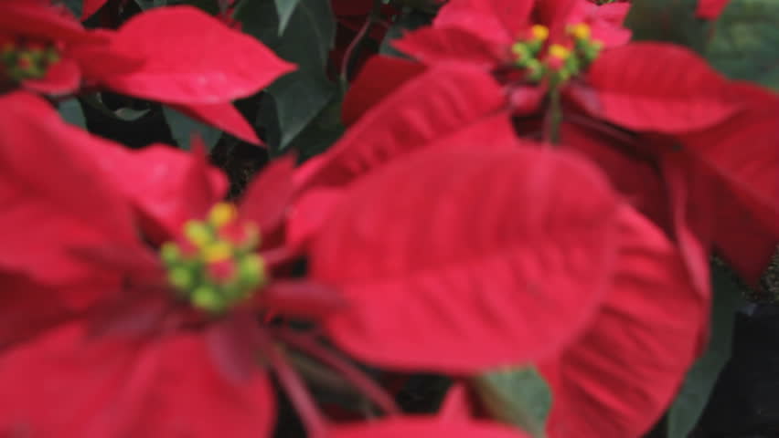 Christmas Star Red Poinsettia Garden Stock Footage Video 100