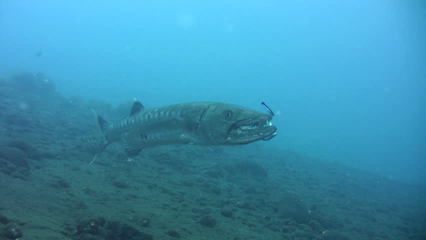 The creative writing the bermuda barracuda 03 image