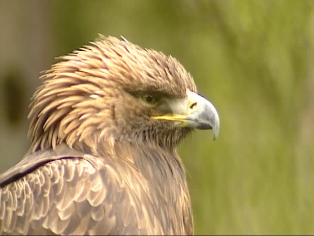 Golden Eagle Aquila Chrysaetos With Stock Footage Video 100 Royalty Free 5361458 Shutterstock