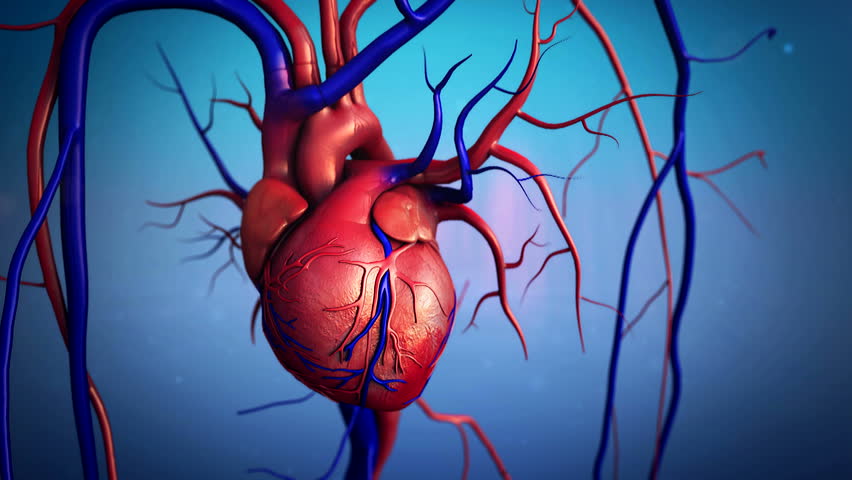 heart, Heart model w/clipping path, Human heart model, Full clipping path included, Human heart for medical study, Human Heart Anatomy - HD stock video clip