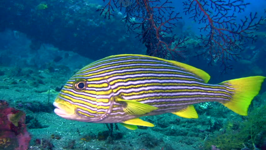 Yellow-ribbon Sweetlips (plectorhinchus Polytaenia) Stock Footage Video ...