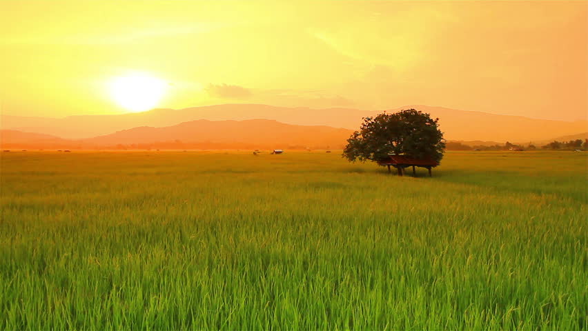 Paddy Field In The Morning Paddy Field Stock Footage 4k And Hd