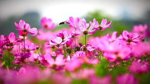 Một tổng thể nghệ thuật tuyệt đẹp được thể hiện qua khung cảnh hoa hồng màu hồng trong đồng cỏ rộng lớn. Hãy thực sự tận hưởng một mùa xuân tuyệt vời với những bông hoa hồng tặng bạn nét dịu dàng và lãng mạn.