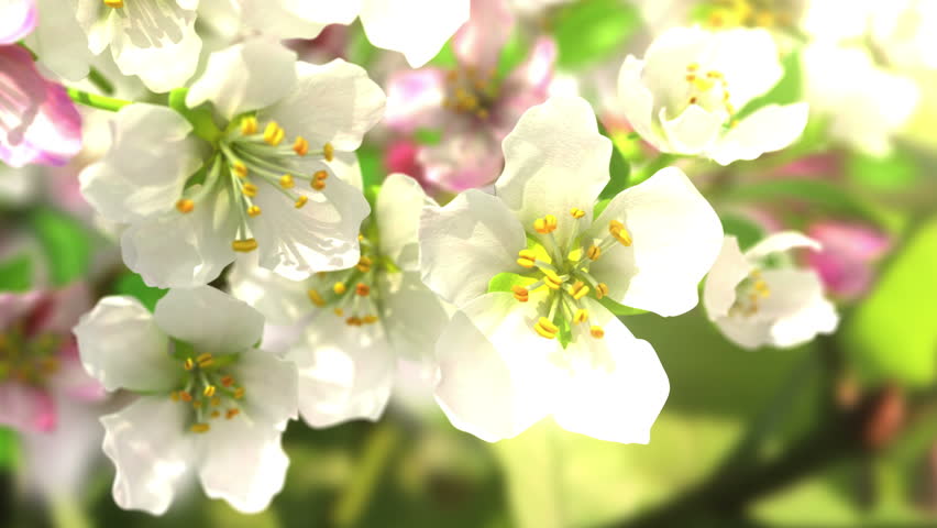 Blossoming Flowers And Butterflies, 4K. Beautiful 3d Animation. Stock ...