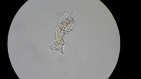 Unicellular Amoeba Motion Under Microscope Stock Footage Video 100 Royalty Free 5696198 Shutterstock