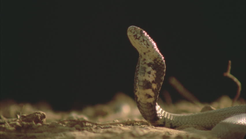 Header of venom
