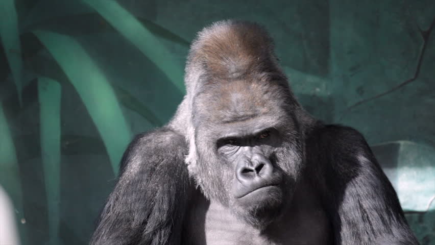 Facial Gesture of a Gorilla Stock Footage Video (100% Royalty-free ...