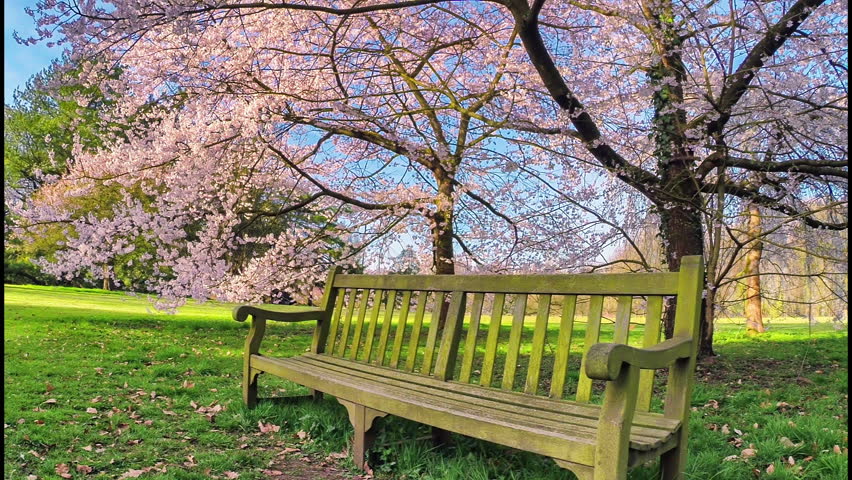 Wooden Bench Under Flowering Cherry Stock Footage Video (100% Royalty ...