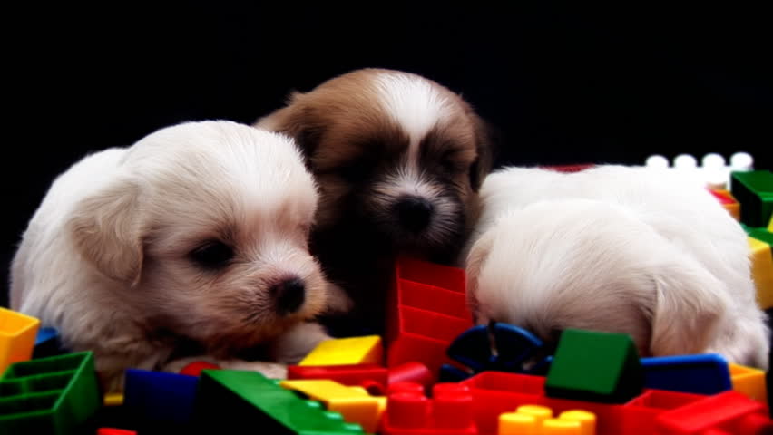 3 Cute Fluffy Puppies Stock Footage Video 100 Royalty Free 602638 3 Cute Fluffy Puppies